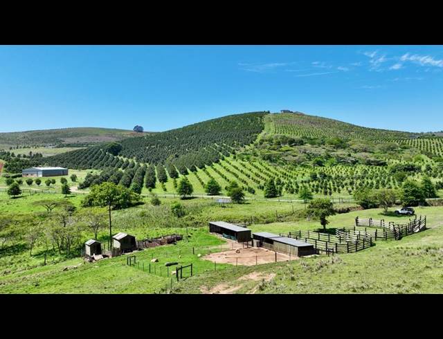 FARM FOR SALE IN MOUNT VERDE